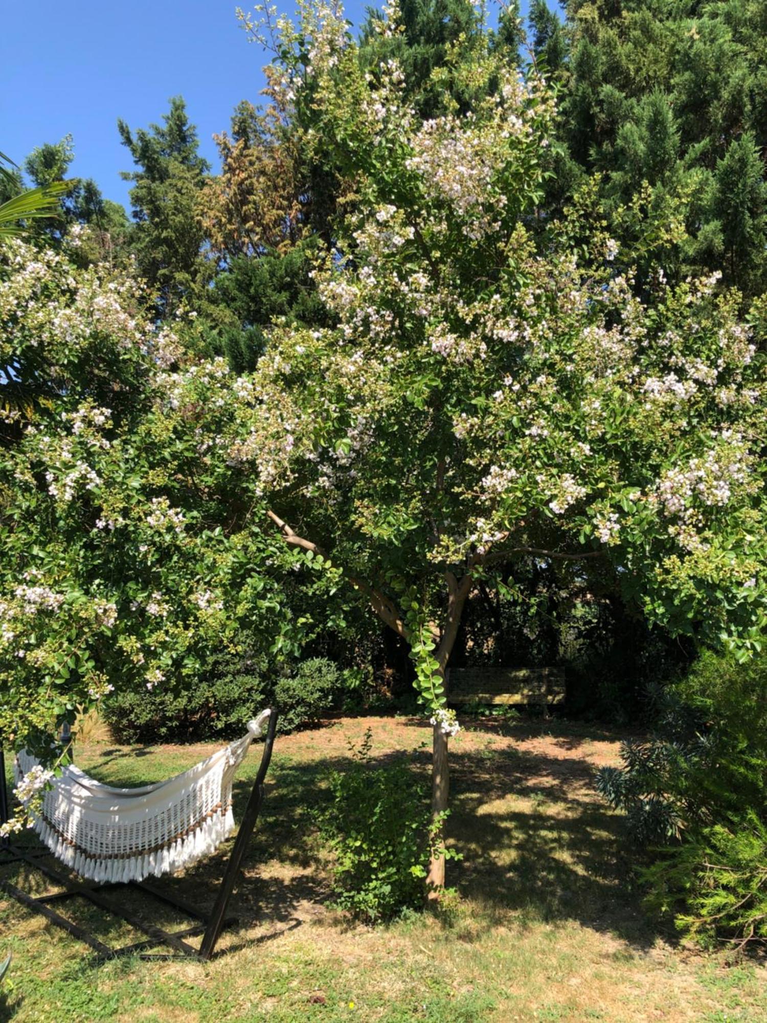 La Bastide De Negra Bed & Breakfast Montesquieu-Lauragais Ngoại thất bức ảnh