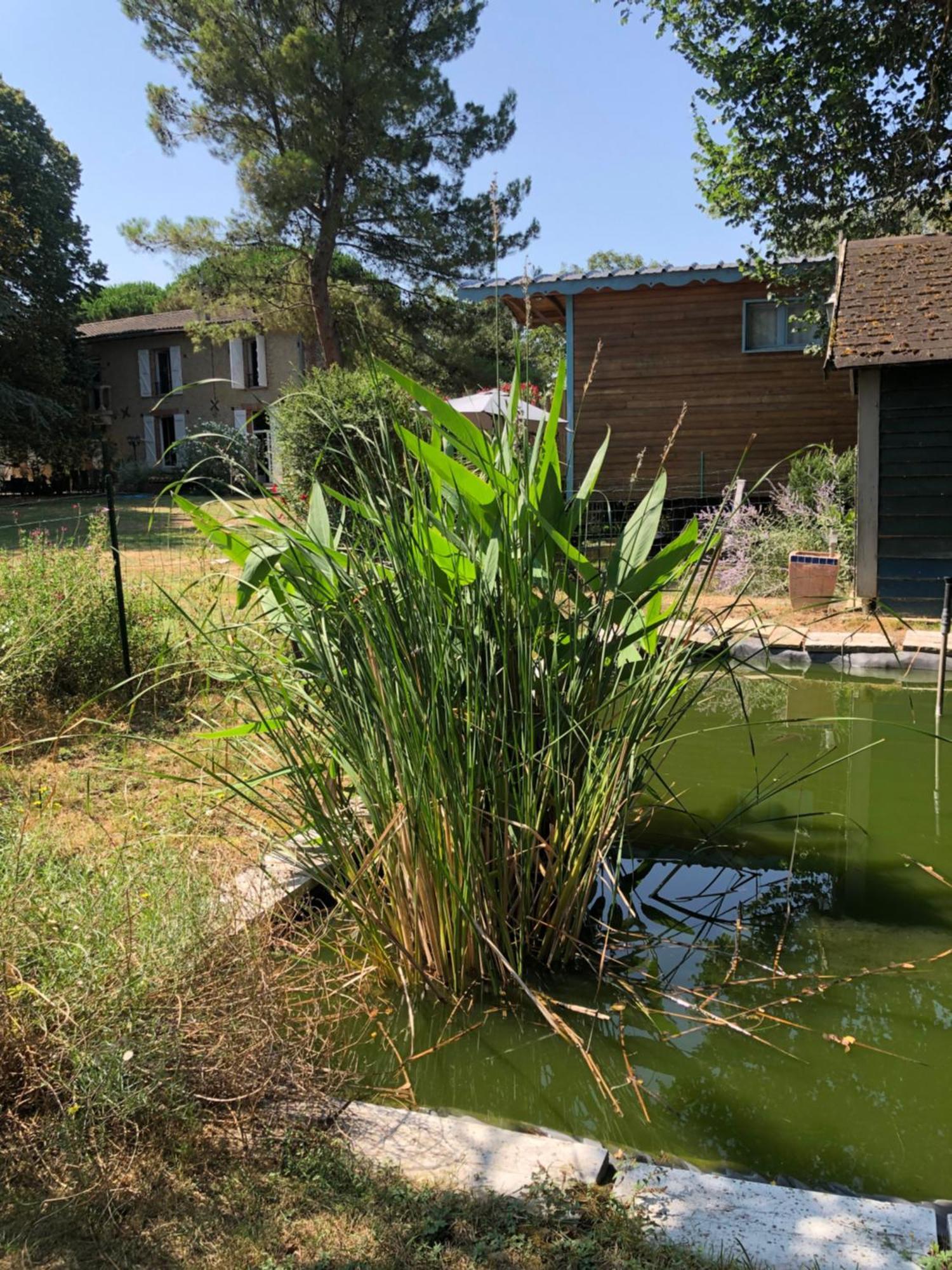 La Bastide De Negra Bed & Breakfast Montesquieu-Lauragais Ngoại thất bức ảnh